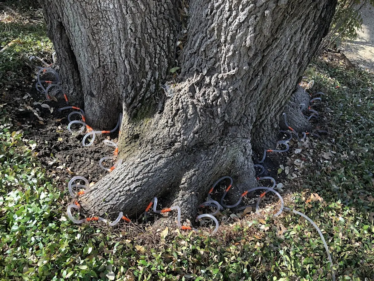 Detailed Tree Cabling and Bracing job site in Chromo